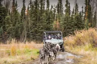 Fairbanks Dog Mushing Fall Adventure thumbnail 4
