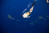 Haleiwa Shark Dive Experience thumbnail 3