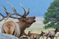 Estes Park Rocky Mountain National Park Tour thumbnail 2