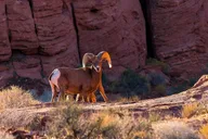 Las Vegas Grand Canyon Tour with Hoover Dam thumbnail 6