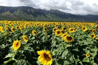 Maui Island Private Day Tour thumbnail 2