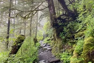 Ketchikan Rainforest, Beach & Wildlife Walk 3 hr thumbnail 3