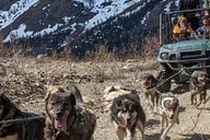 Skagway Sled Dog and Scooter Adventure thumbnail 1