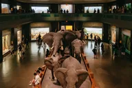 New York American Museum of Natural History Ticket thumbnail 6