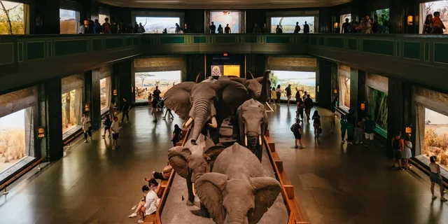 New York American Museum of Natural History Ticket - Image 6