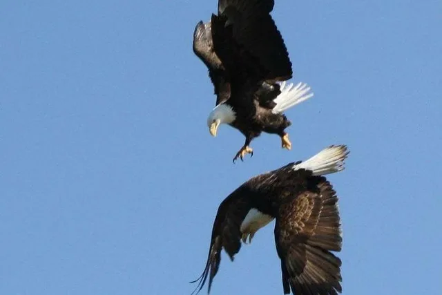 Ketchikan Sightseeing & Wildlife Boat Tour - Image 6