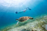Destin Snorkeling and Dolphin Watching Experience thumbnail 3