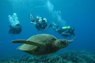 Lahaina Scuba Diving Experience thumbnail 4