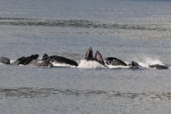 Icy Strait Whale Watching Adventure 3 hr thumbnail 3