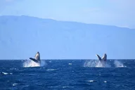 Ma'alaea Harbor Whale Watching Tour thumbnail 4