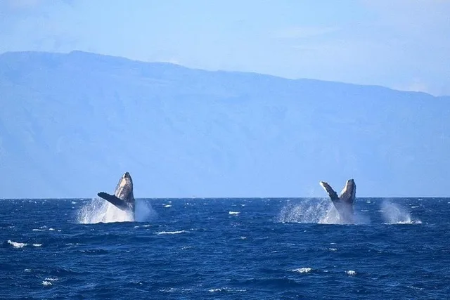 Ma'alaea Harbor Whale Watching Tour - Image 4