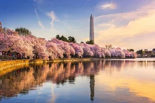 Washington D.C. Cherry Blossom Tour from Boston 3-Day