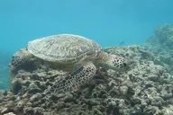 Honolulu Snorkeling Tour at Hanauma Bay 4 hr thumbnail 3
