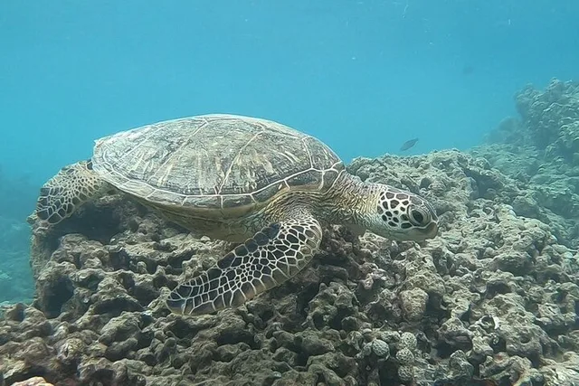 Honolulu Snorkeling Tour at Hanauma Bay 4 hr - Image 3