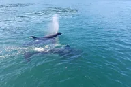 Anacortes Whale Watching Tour thumbnail 6