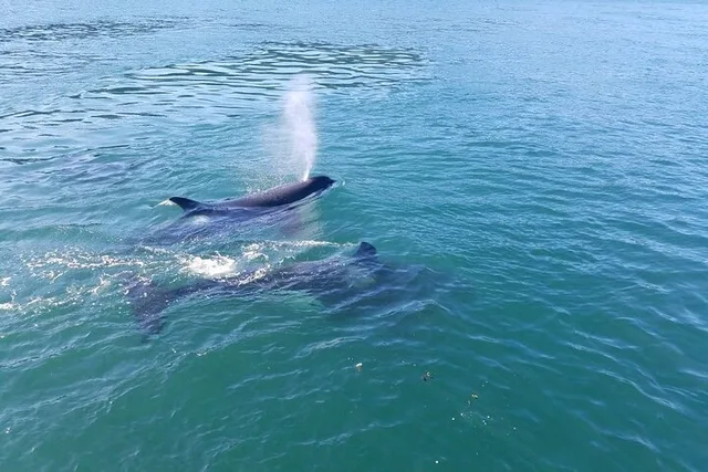 Anacortes Whale Watching Tour - Image 6