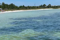 Panama City Beach Dolphin and Eco Tour thumbnail 3