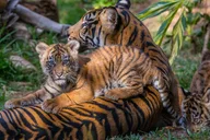 San Diego Zoo and Safari Park 2-Day Pass thumbnail 1