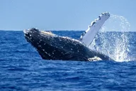 Kona Whale Watching Tour Midday 2 hr thumbnail 5