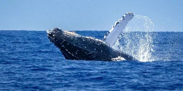 Kona Whale Watching Tour Midday 2 hr - Image 5