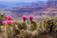 San Francisco to Grand Canyon 7-Day Tour thumbnail 4