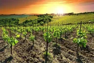 San Diego Wine Country Tour thumbnail 2