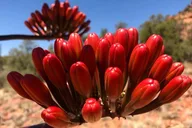 Sedona Hiking Tour With Private Guide 3 hr thumbnail 4
