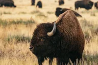 Jackson Grand Teton Wildlife Safari thumbnail 2