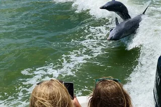 Marco Island Dolphin Sightseeing Tour 2 hr