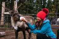 Fairbanks Reindeer Meet and Greet 30 min thumbnail 4