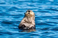 Sitka Scenic Wildlife Boat Excursion thumbnail 1