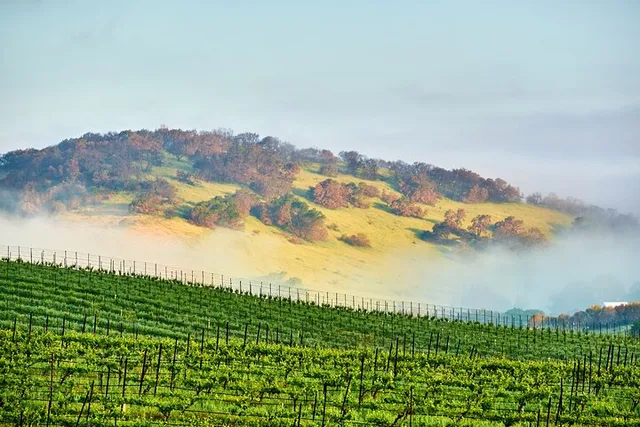 Sonoma and Napa Valley Self-Guided Audio Driving Tour - Image 3