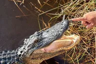 Miami Everglades Tour with Boat Trips and Lunch thumbnail 1