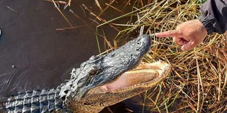 Miami Everglades Tour with Boat Trips and Lunch