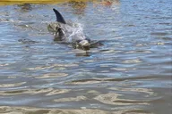 Tarpon Springs Kayaking Tour with Manatees and History thumbnail 5