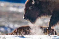 Yellowstone Wildlife Photography Tour 3 Days thumbnail 1