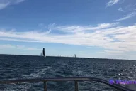 San Diego Marine Wildlife Tour with Lunch thumbnail 6