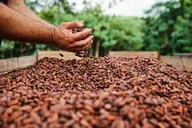 Kauai Chocolate Farm Tasting Tour thumbnail 1
