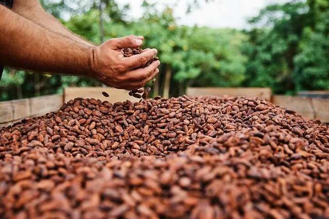 Kauai Chocolate Farm Tasting Tour - Image 1
