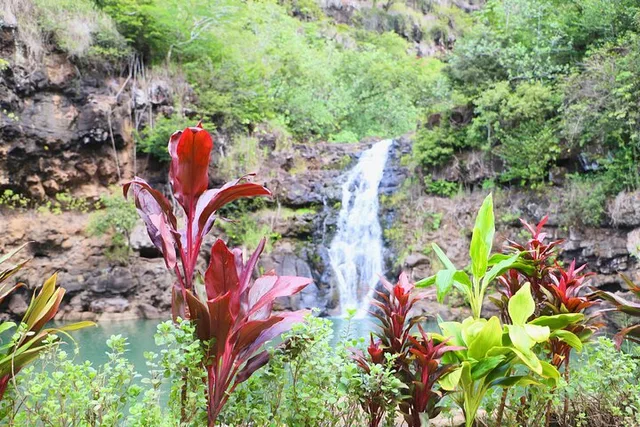 Waimea Valley Waterfall Swim & Dole Plantation Tour - Image 1