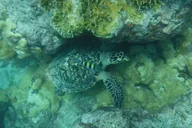 Key West Dolphin and Reef Snorkel Trip with Sunset thumbnail 5