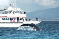 Friday Harbor Whale Watching Tour thumbnail 2