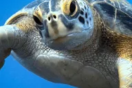 Koloa Shore Dive with Sea Turtles thumbnail 2