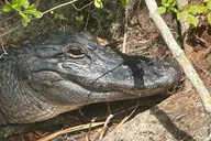 Silver Springs Clear Kayak Tour thumbnail 6