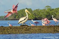 Everglades Airboat Tour thumbnail 5