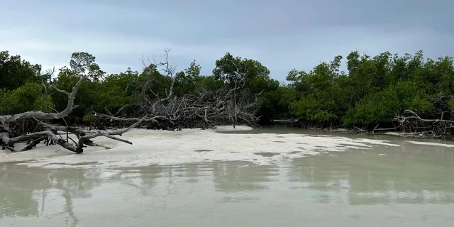 Key West Sandbar Adventure - Image 5