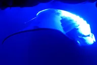 Kona Manta Ray Night Snorkel thumbnail 3