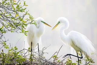 Charleston Wildlife Photography Tour 4 hr