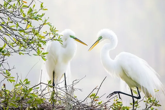 Charleston Wildlife Photography Tour 4 hr - Image 1