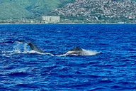 Honolulu Whale Watching Breakfast Cruise thumbnail 1